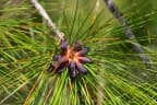 Pinus elliottii