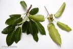 Ficus eximia