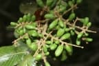 Licania arborea