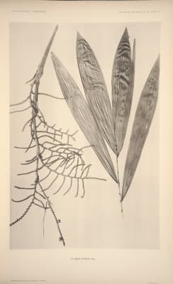 Calamus ruvidus