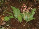 Matayba guianensis