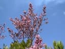 Vatairea macrocarpa