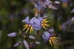 Dianella caerulea