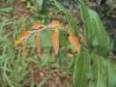 Hopea parviflora