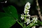 Melicope triphylla