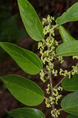 Trema micrantha