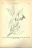 Heritiera borneensis