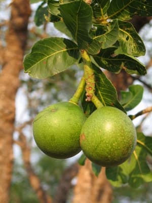 Caryocar coriaceum