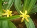 Curculigo orchioides