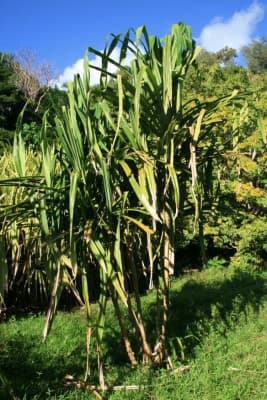 Pandanus polycephalus