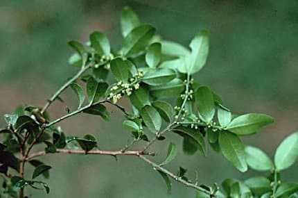 Scutia buxifolia