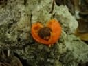 Eugenia reinwardtiana