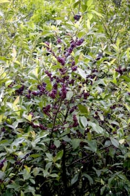 Myrsine semiserrata