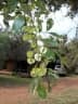 Combretum apiculatum