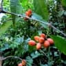 Gnetum gnemonoides