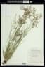 Fimbristylis quinquangularis