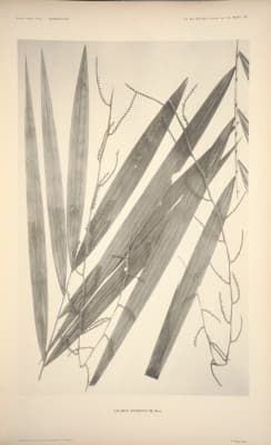 Calamus scabridulus
