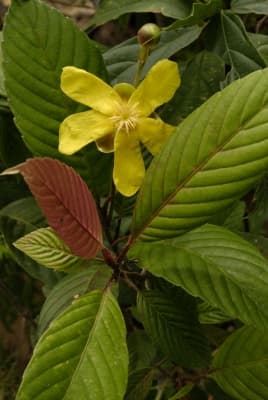 Dillenia obovata