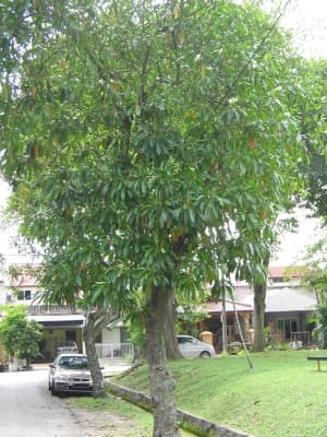 Cerbera odollam