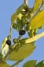 Laurus nobilis