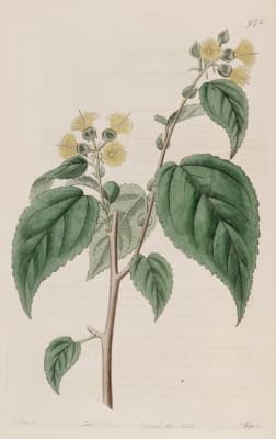Prockia crucis