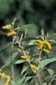 Acacia aulacocarpa