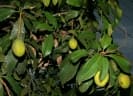 Mangifera odorata
