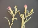 Pechuel-Loeschea leubnitziae