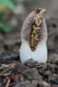 Stylochaeton hypogaeus