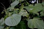 Piper umbellatum