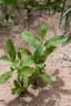 Ipomoea vagans