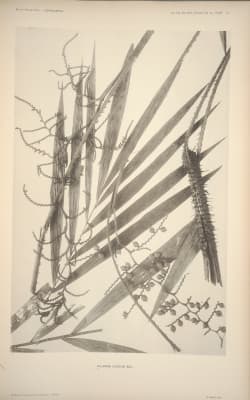 Calamus luridus