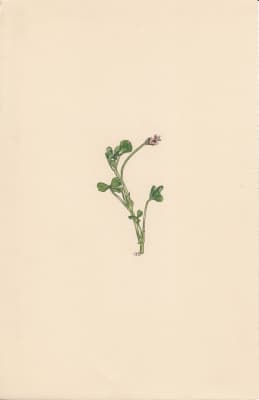 Trifolium amabile