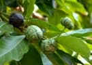 Morinda coreia