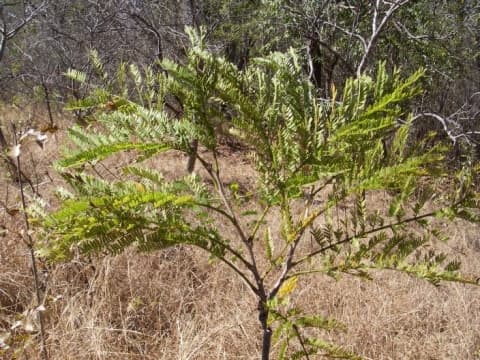 Albizia bernieri