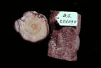 Deeringia amaranthoides
