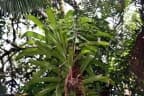 Prestoea ensiformis