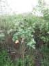Sida cordifolia