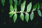 Euphorbia hirta