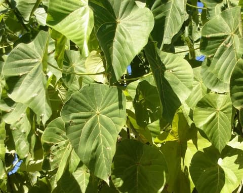 Macaranga harveyana