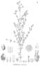 Hypericum brasiliense