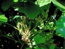 Macaranga gigantea