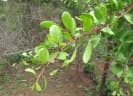 Gymnosporia senegalensis