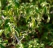 Acalypha fruticosa