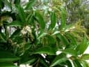 Citharexylum spinosum