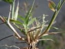 Eragrostis minor