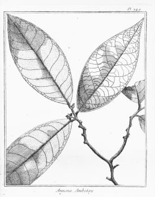 Annona ambotay