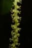 Antidesma venosum