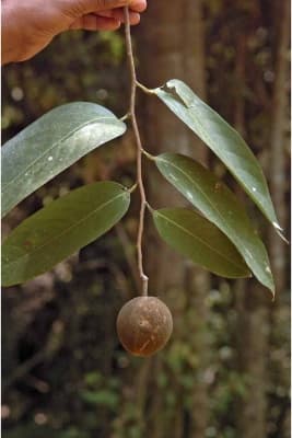 Hydnocarpus alpinus