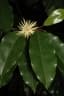 Galbulimima belgraveana